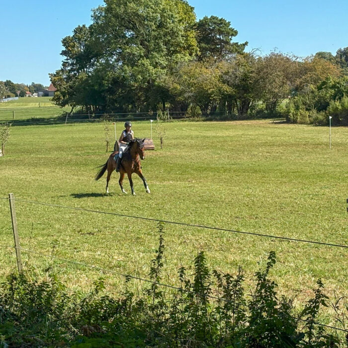 Pferdekoppel auf einem Reitturnier